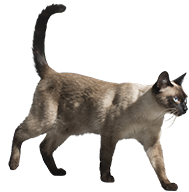 animal png images - cat 1