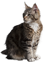 animal png images - cat
