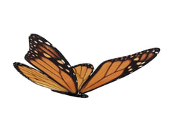 3D model Butterfly free download