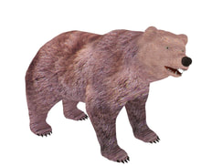 3D Model Bear animals free download
