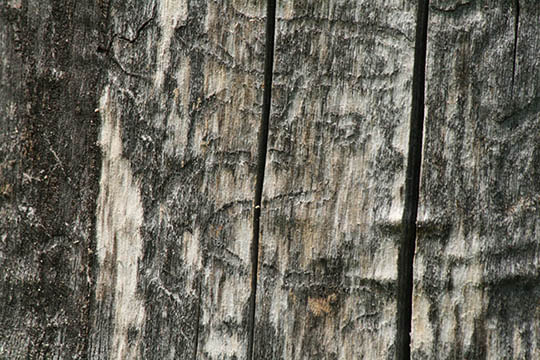 wood texture images 1