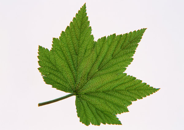 leaf textures 9