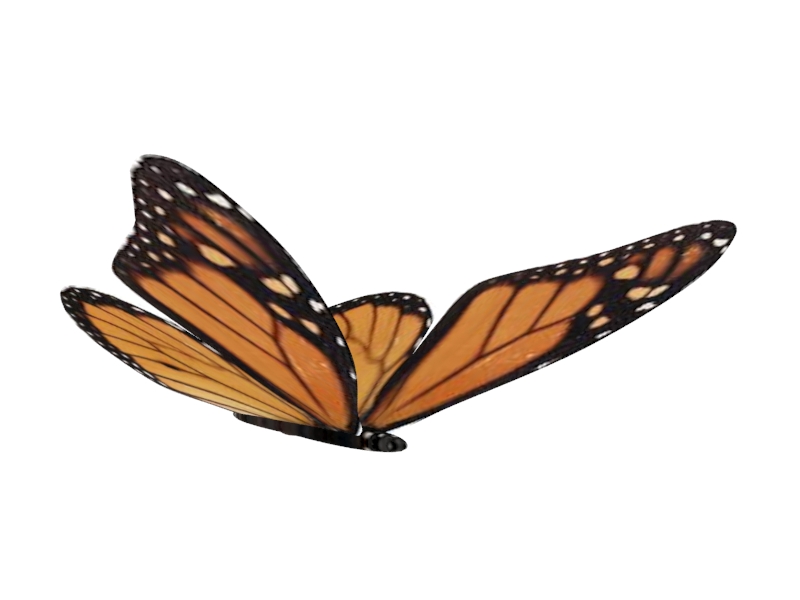 3d Animals Model Free Collection Butterfly