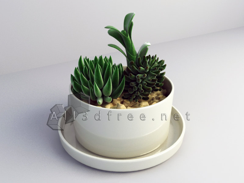 free 3d model collection - Succulent plants 006
