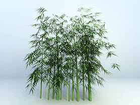3D models of plants - Bamboo plant 2