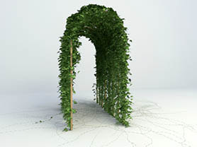 3D models of plants vine 8