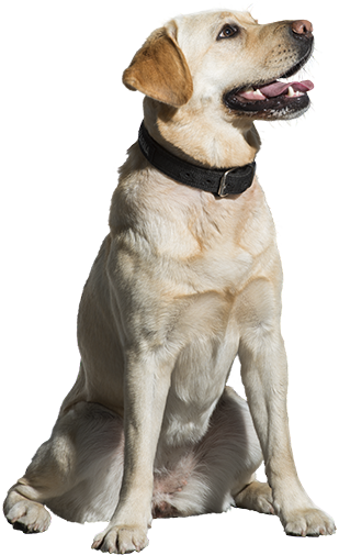 animal png images - Dog - Labrador Retriever