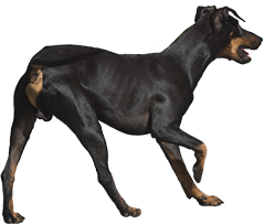 animal png images - Dog - Rottweiler