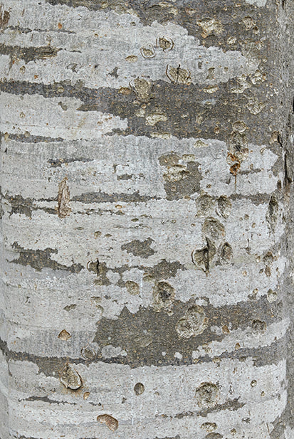 bark Textures 1