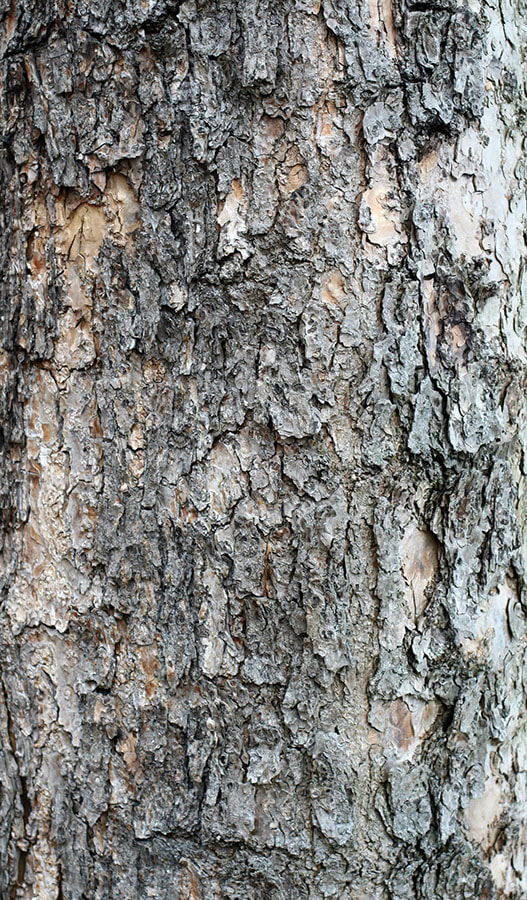 bark Textures 2