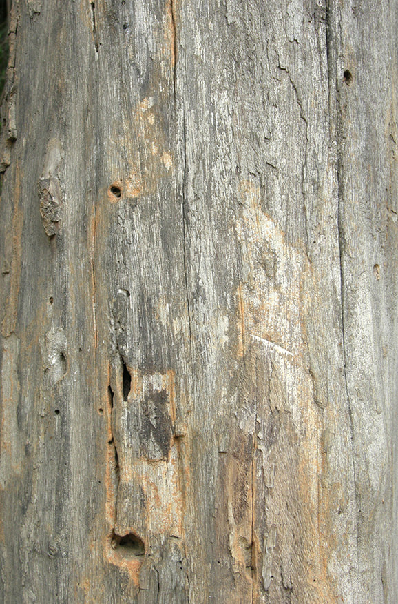 bark Textures 3