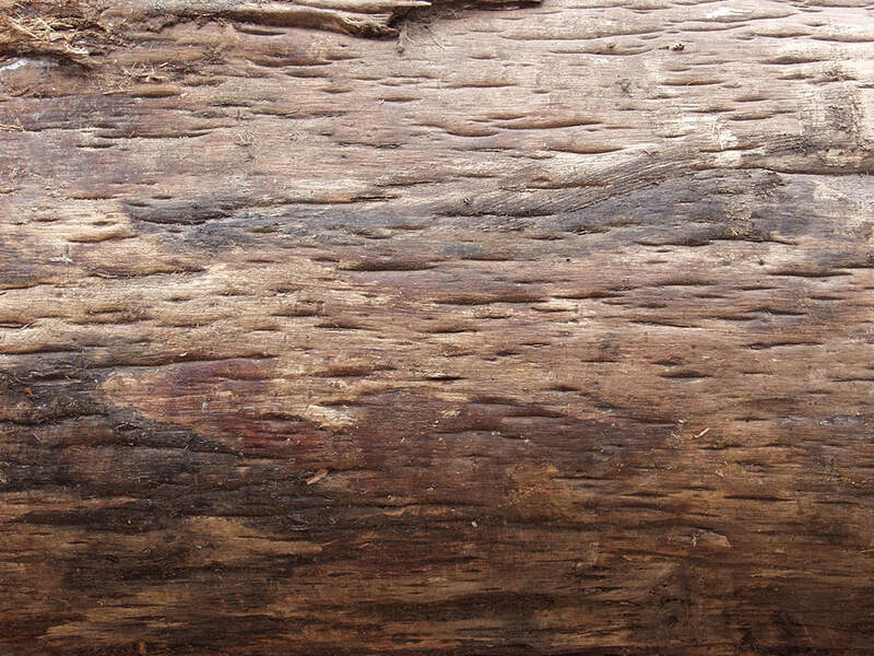 bark Textures 4