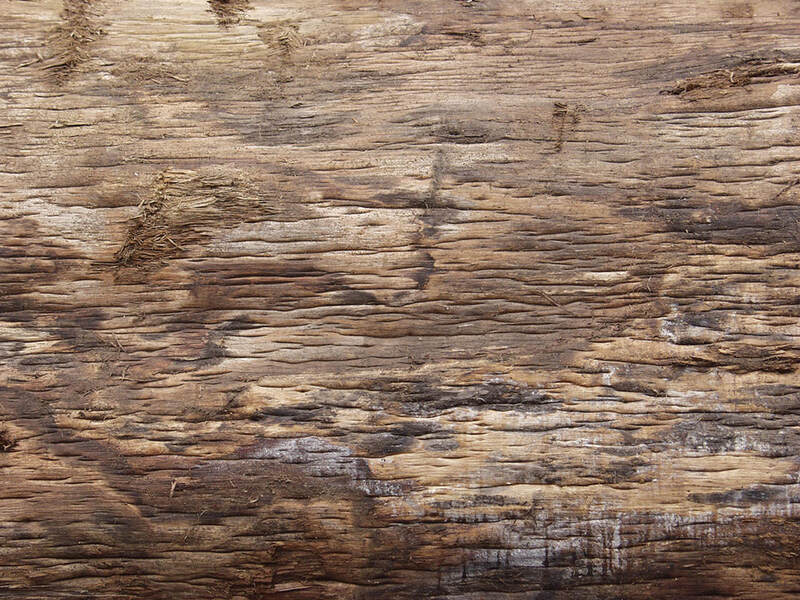 bark Textures 5