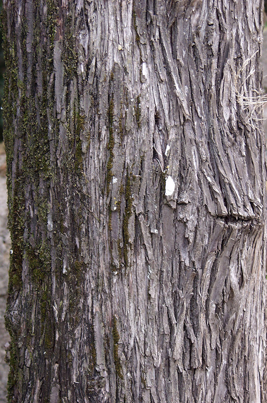 bark Textures 6