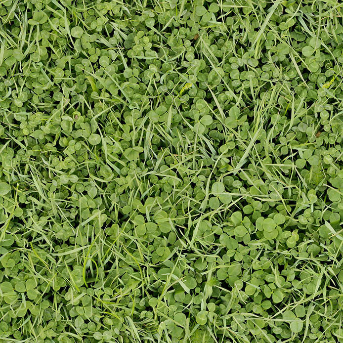Clovers grass textures seamless 8