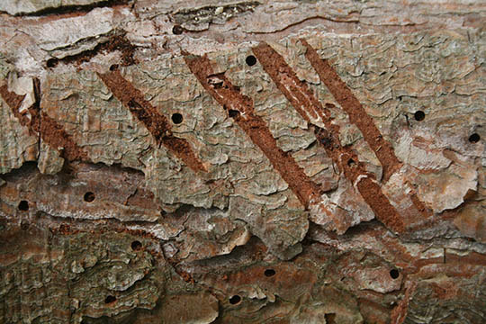 distressed wood textures 4
