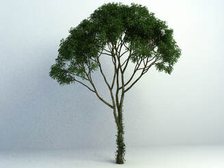 3D models of plants - tree