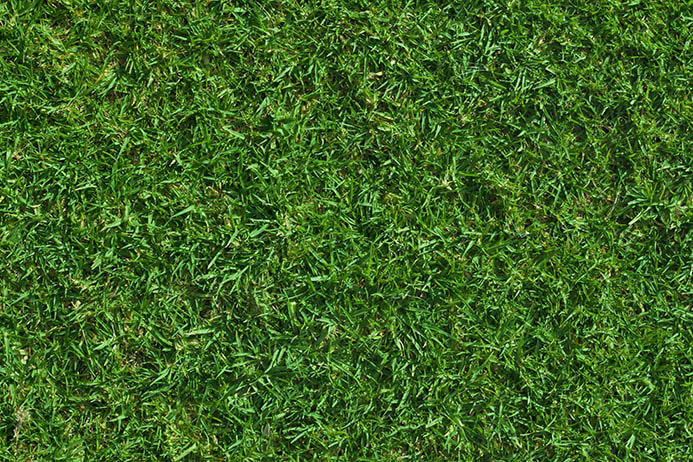 Green lush grass textures free 23