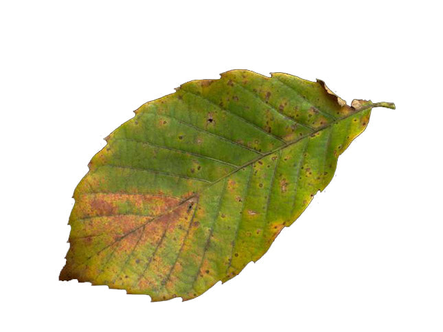 leaf textures 1