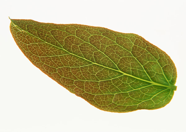 leaf textures 2