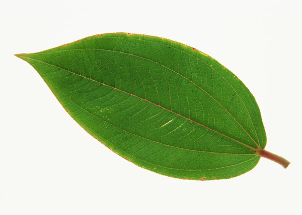 leaf textures 3