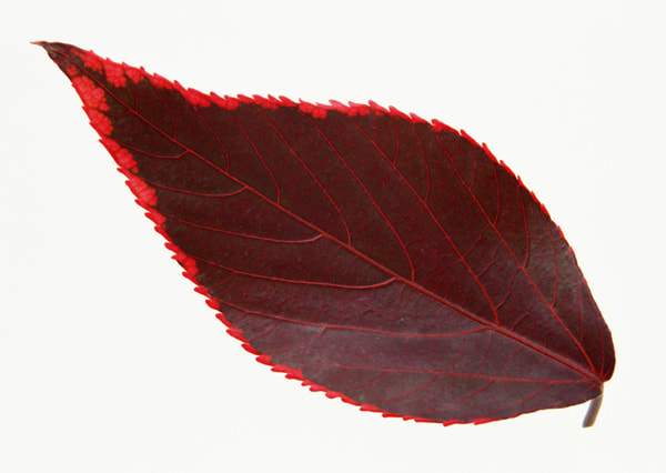 leaf textures 5