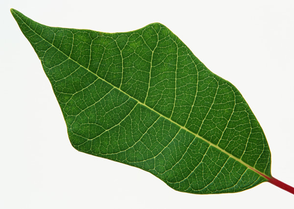 leaf textures 6