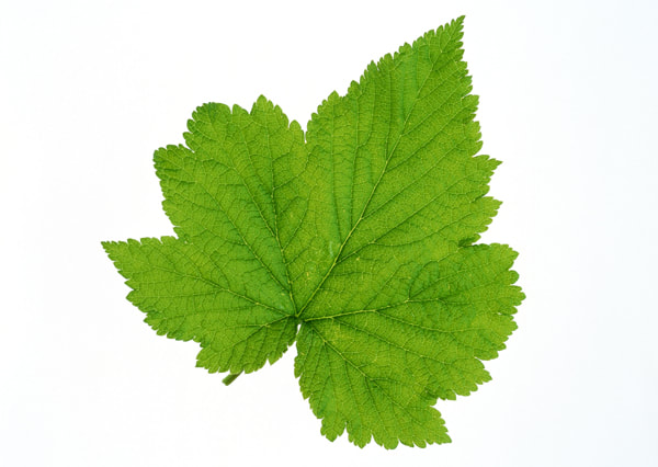 leaf textures 7