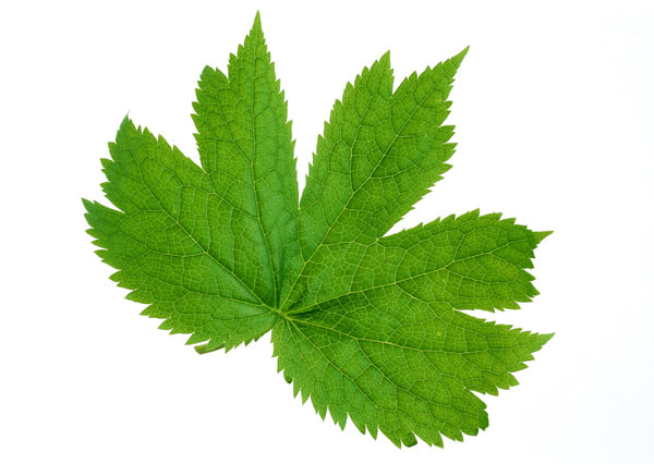 leaf textures 8