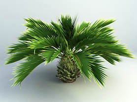 palm tree 3d models - Modern palm tree 5
