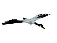3D model Bird animal free download