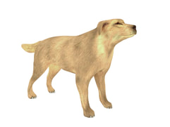 3D Model Dog free download