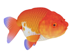 3D model Fish animals free download