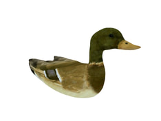 3D Model Duck free download