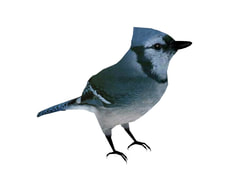 3D Model Bird animal free download