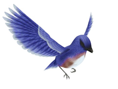 3D Model blue Bird animal download