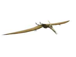 3D model Pterosaur free download