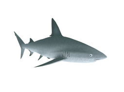 3D model Shark animal download