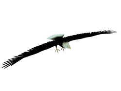 3D model eagle free download
