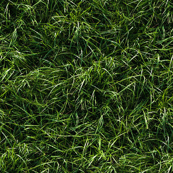 Seamless long green grass ground grass texture hd 29