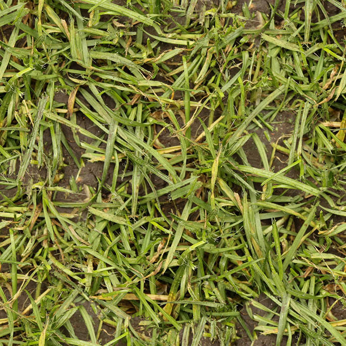 Seamless wet grass texture hd 30