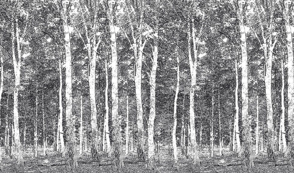 wallpaper texture hd forest 2